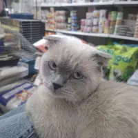 گربه اسکاتیش هیمالین