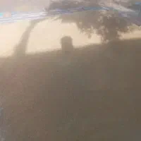 خوارک دام