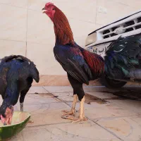 جوجه لاری اوشامو ۳ ماه ۴ ماه خروس مرغ