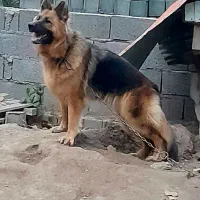 سگ ژرمن شولاین ماده بالغ درشت هیکل