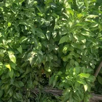 نهالستان باغداران جنوب|خدمات باغبانی و درختکاری|شیراز, حافظیه|دیوار
