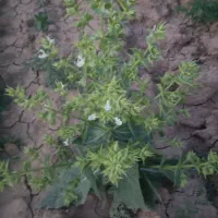 روغن گوسفندی اعلا به شرط تست