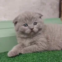 حر آ ج بی تکرار فقط در کلبه گربه های Hypercat|گربه|تهران, فرحزاد|دیوار