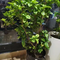 گاردنیا 10 ساله تنه دار مادری