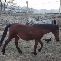 مادیان|اسب و تجهیزات اسب‌سواری|سیلوانه, |دیوار