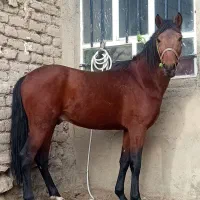 اسب نریون خوش رخ|اسب و تجهیزات اسبسواری|لاجان, |دیوار