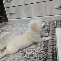 سگ واگذاری|سگ|رباط‌کریم, مسکن مهر آبشناسان|دیوار