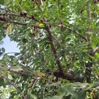 باغ ویلا|فروش خانه و ویلا|خلجستان, |دیوار