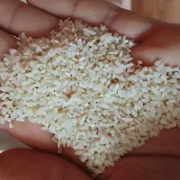 نیم دانه هاشمی