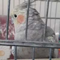 گمشده  هلندی