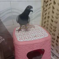 دوبر مسافتی غریبگیری