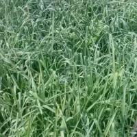سبزی تره|خوردنی و آشامیدنی|خان ببین, |دیوار