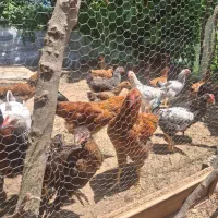 مرغ خروس محلی