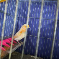 قناری فر|پرنده|بم, |دیوار