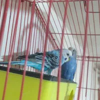 یک جفت مرغ عشق با قفس و وسایل