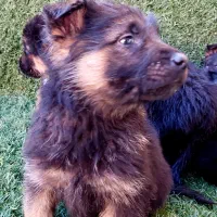 سگ ژرمن شولاین|سگ|تهران, تهرانپارس غربی|دیوار