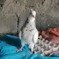 طوقی|پرنده|دهدشت, |دیوار