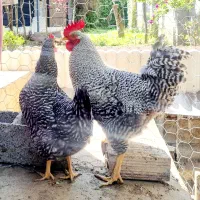 مرغ و خروس آمروک نژاد اصیل آمریکایی
