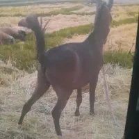 گمشده کره اسب