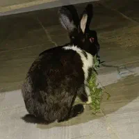 خرگوش ماده سرحال