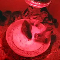 فروش جوجه محلی کرچشو یک هفته ای در بندرانزلی