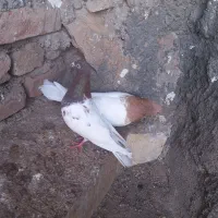 رنگی|پرنده|میانه, |دیوار