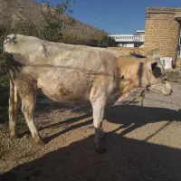 گاو نوبر هلشتاین ۶ماه آبستن نژاد عالی|حیوانات مزرعه|درودزن, |دیوار