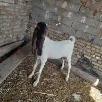 زرگان|پرنده|اهواز, زرگان|دیوار