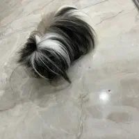 خوکچه هندی|موش و خرگوش|قدس, شهر‌قدس|دیوار