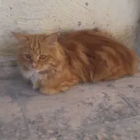 گربه پرشین،قهوه ایی وسفید|گربه|رفسنجان, |دیوار