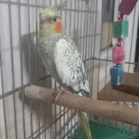 پرنده|پرنده|قم, وادی السلام|دیوار