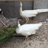 فروش طاووس سفید بالغ|پرنده|بندرلنگه, |دیوار