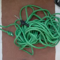 سهره نر تور بزرگ سهره|پرنده|مشگین شهر, |دیوار