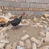 بقلمو ماده