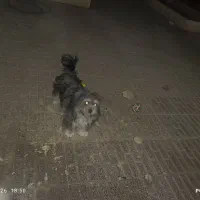 سگ پا کوتاه|سگ|اصفهان, عاشق‌آباد|دیوار