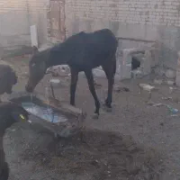 فروش اسب و کره به شرط سواری|اسب و تجهیزات اسب‌سواری|دهق, |دیوار