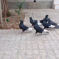 کفتر سینه سیاه کبوتر|پرنده|رشتخوار, |دیوار