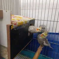 یک جفت عروس هلندی رام مولد سخنگو