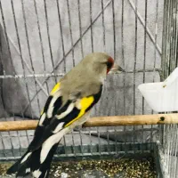 سهره بخون دهن دار|پرنده|پاکدشت, پاکدشت (مامازند)|دیوار