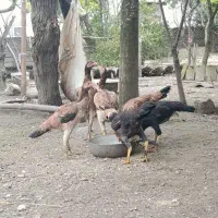 مرغ لاری|حیوانات مزرعه|لوندویل, |دیوار