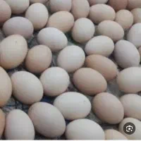 تخم مرغ بومی دونه ای ۸تومن