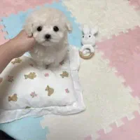 آفر هفته یلدای توله اپارتمانی فقط ۳۲۰۰