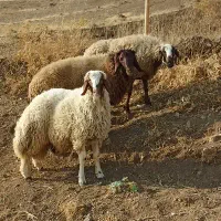 بره نر و ماده ،شیشک نر و ماده ،میش جوان