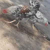 مرغ و خروس فروشی محلی|حیوانات مزرعه|کورین, |دیوار