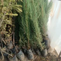 فروش انواع نهال مثمر و غیر مثمر و صنوبر|خدمات باغبانی و درختکاری|سنندج, |دیوار