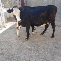 گاو شیری|حیوانات مزرعه|قره چای, |دیوار