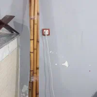 چندعدد بامبو سالم