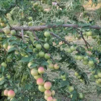 الوچه