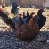 مرغ و خروس فروشی