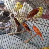 انواع پرنده ،لوازم جانبی،و دان پرندگان|پرنده|مسجد سلیمان, |دیوار